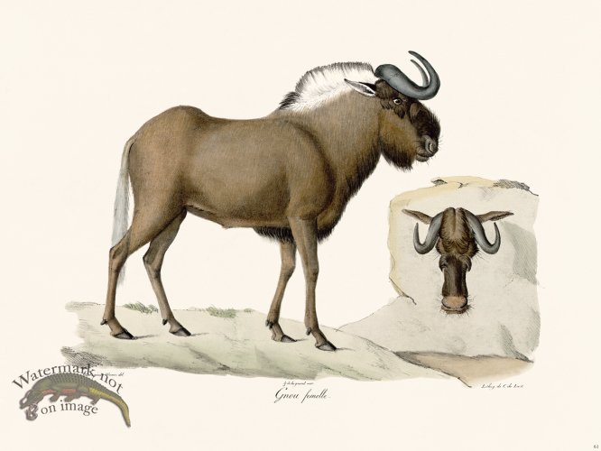 (image for) Cuvier 061 Female Wildebeest