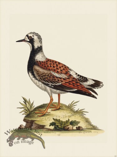 (image for) Edwards 141 Turn-ftone