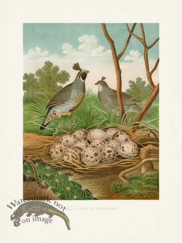 (image for) Thomas Gentry Bird 05