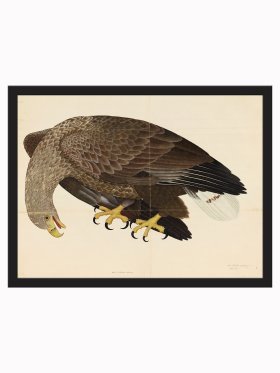 Rudbeck CFA_BF 06 Eagle