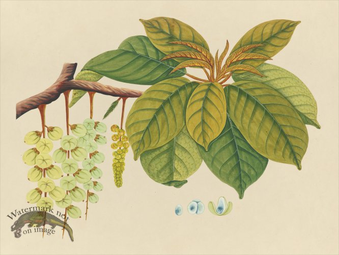 (image for) Far East Fruit and Flowers 03