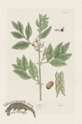 (image for) BEE 021 The Bean