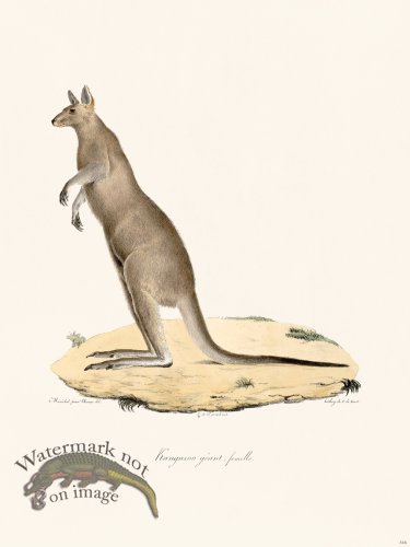 (image for) Cuvier 316 Female Giant Kanguroo