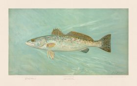 Spotted Sea Trout