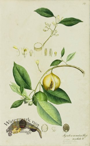 (image for) 1828_Gmp 032