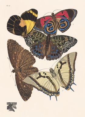 Seguy Butterfly 12