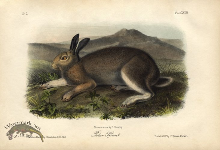 (image for) Polar Hare