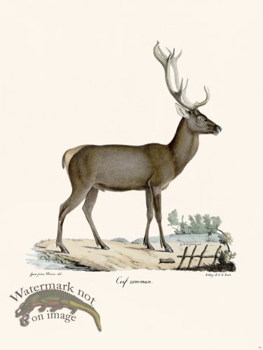 Cuvier 013 Stag