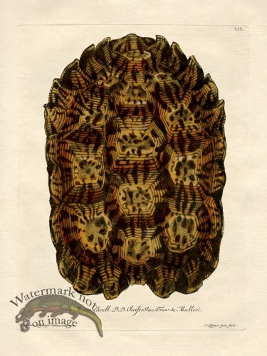 (image for) Trew Turtle Shell 09