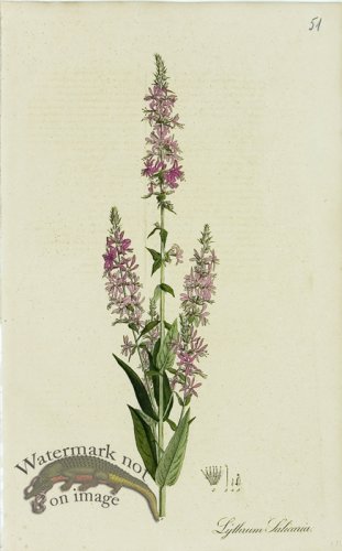 (image for) 1828_Gmp 016