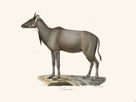 Cuvier 044 Nil=Gau Male