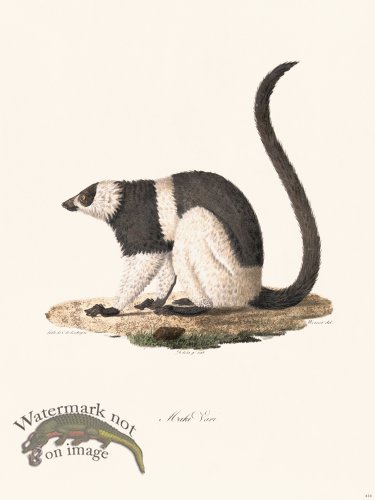 Cuvier 414 Maki Vari