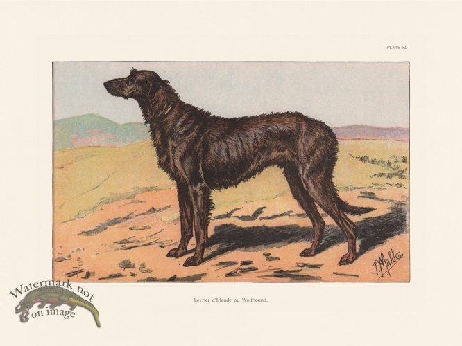 (image for) Les Chiens 062