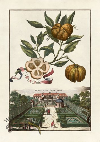 (image for) Volckamer 071