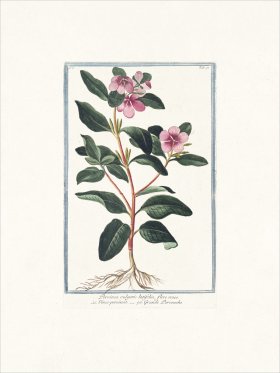 Bonelli 097 Greater Periwinkle