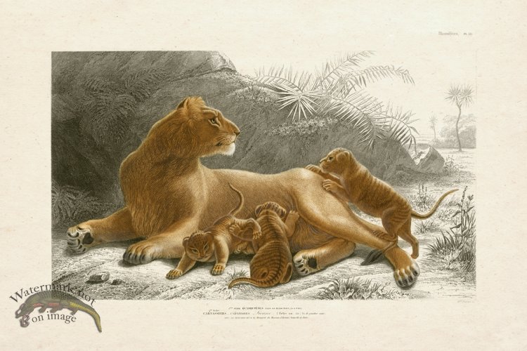 (image for) FNH 10 Lioness