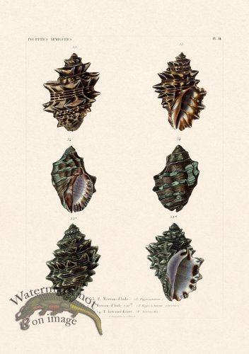 (image for) French Shell 034