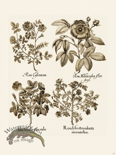 (image for) Besler 099 B1