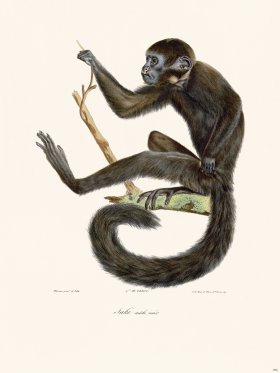 Cuvier 396 Saki Male Black