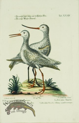 (image for) Seligmann WB 03