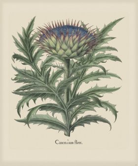 Besler 279 Colored B2