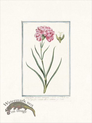 (image for) Bonelli 523 Carnation