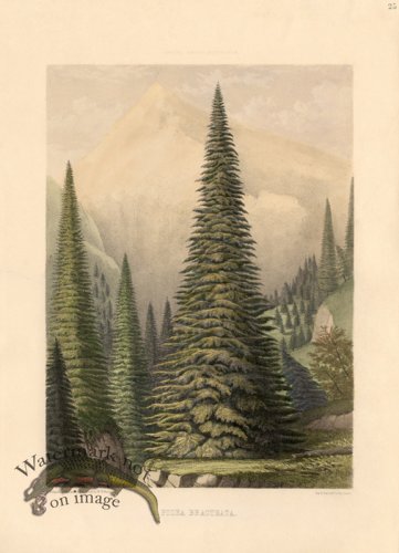 Santa Lucia Fir