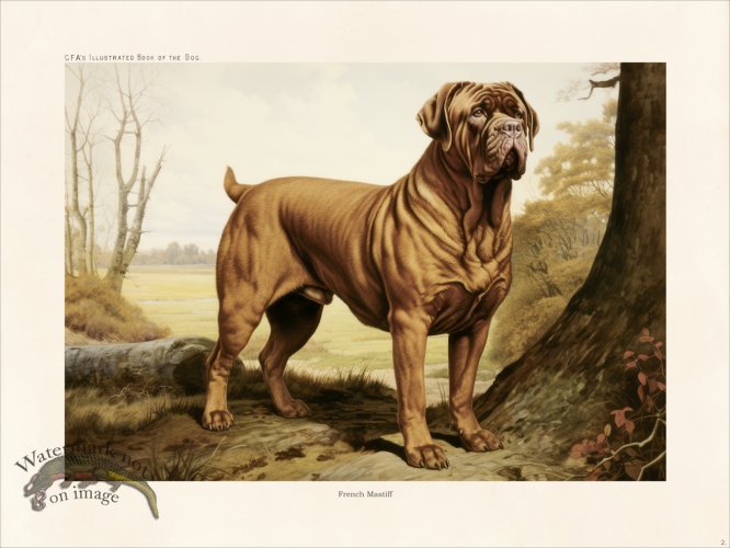 (image for) CFA Dog French Mastiff 02