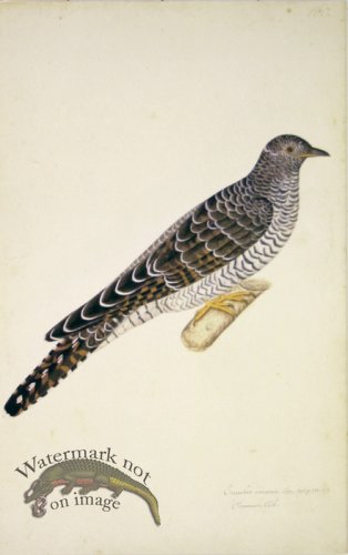 160 Swedish Birds . Cuculus Canorus.Common Cuckoo