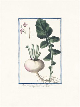Bonelli 339 Turnip