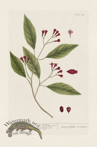 (image for) BEE 338 The Clove