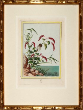 Buchoz Botanicals in Bamboo 05