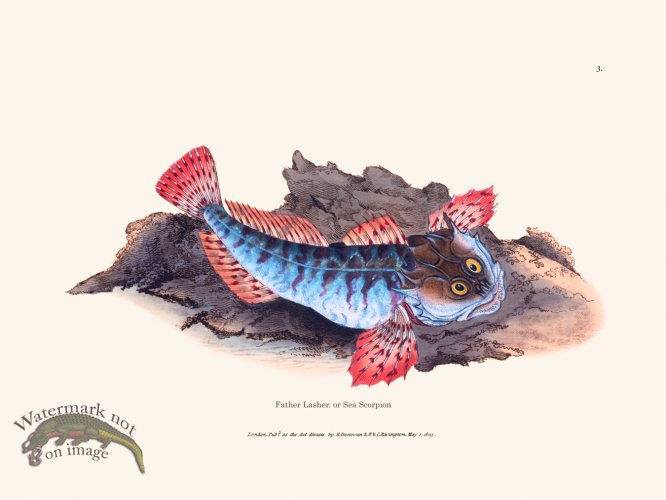 (image for) 003 Sea Scorpion