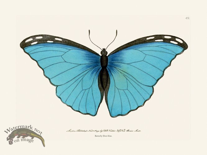 (image for) 049 Butterfly Silver-Blue