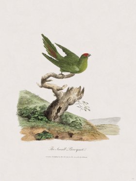 48 New Holland Caffowary