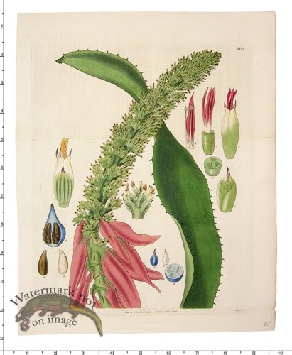 (image for) Curtis Botanical 061