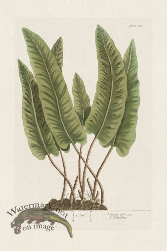 (image for) BEE 138 Harts Tongue