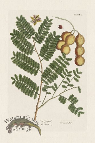 (image for) BEE 201 The Tamarind Tree
