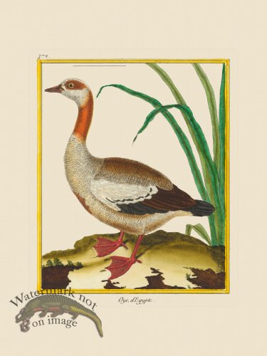 (image for) Martinet Bird 379