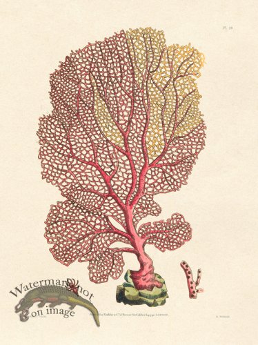 (image for) Shaw Nodder SL 28