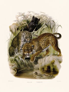 Elliot Cat 07 Leopard