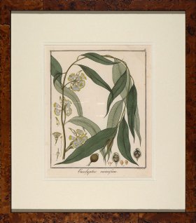 Hayne's Botanical in Burl 04