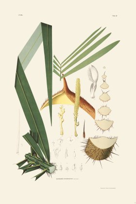 Rodrigues Palm Front 055