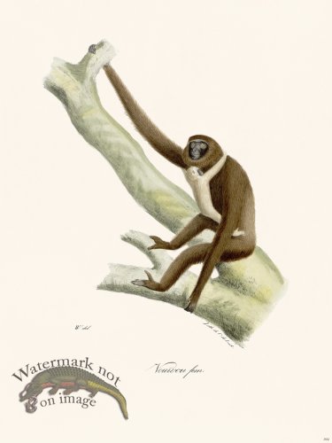 (image for) Cuvier 392 Vouurou Fem