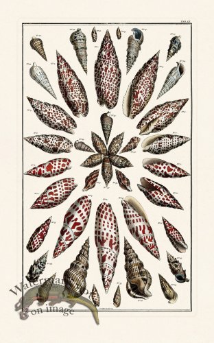 (image for) Seba B2 051