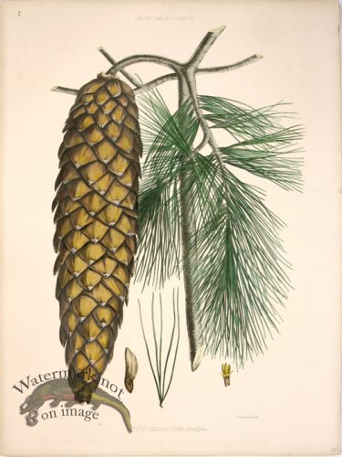 (image for) Lawson Pine Cone 03