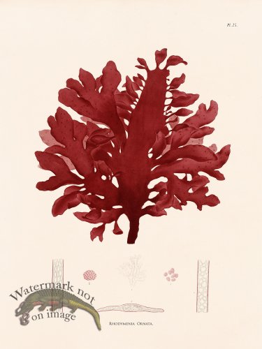 (image for) Oceanie 25