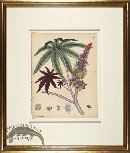 (image for) Andrews Botanicals in Gold Frame 05