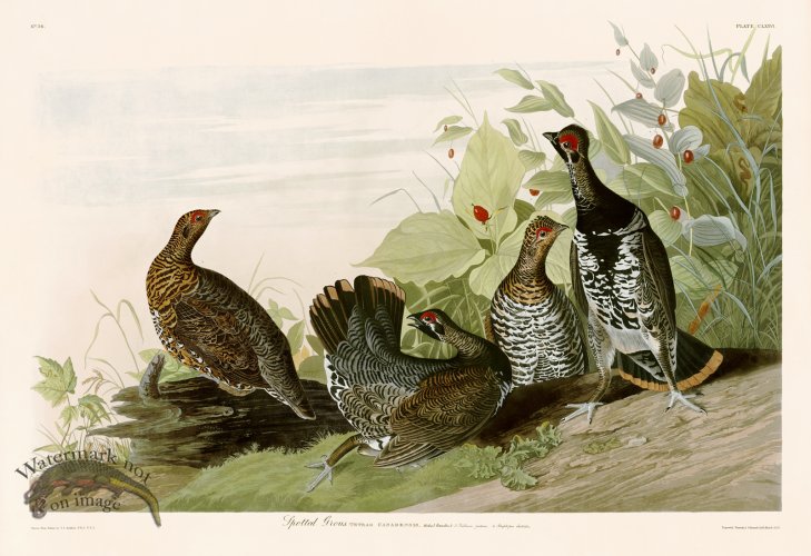 (image for) 176 Spotted Grous