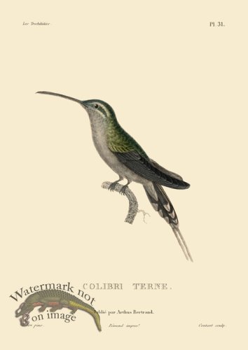 (image for) Humming Bird 31